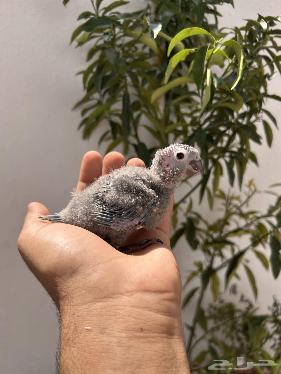 فرخ كنيور يلو سايد يقبل الغر بشرها64452401899138113