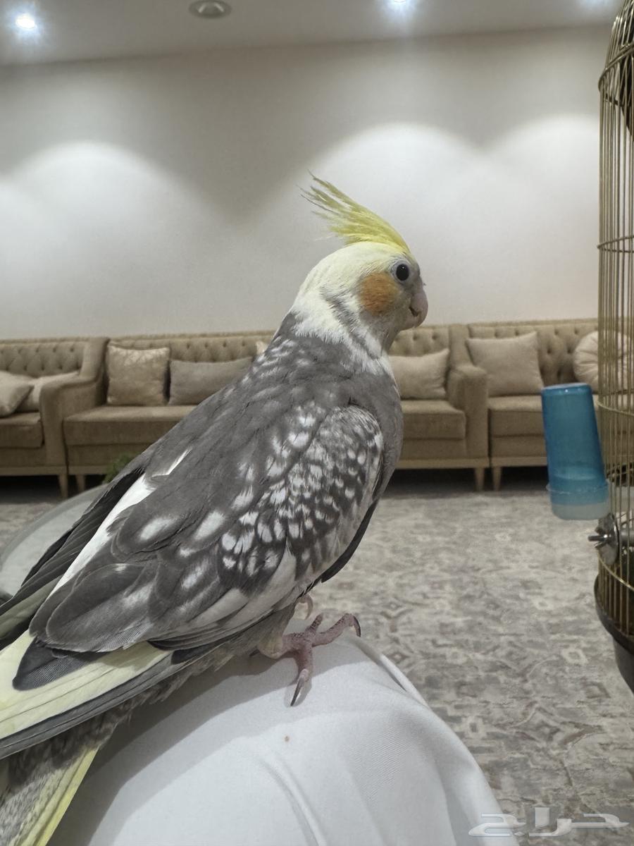 فروخ كروان اليفات ( تم البيع )64454193974145114