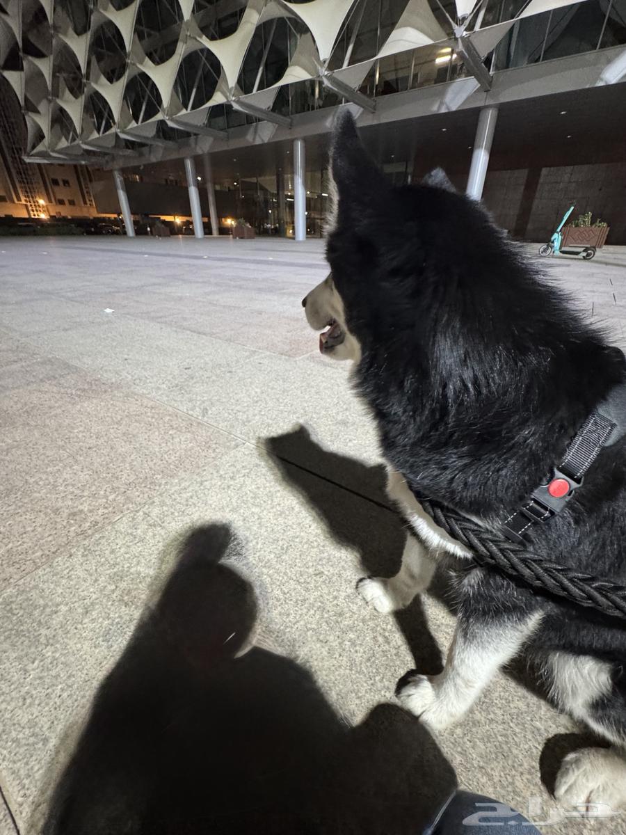 Husky for sale or exchange, one year and one month old, the most important thing is that the person who takes it should take care64455086174338110