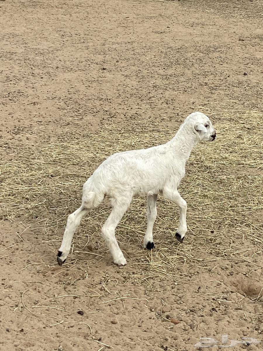 A camel nursing a goat and a sheep64454880828929110