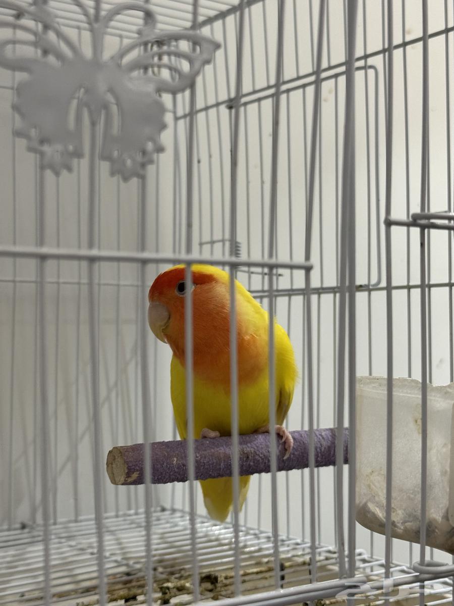 My breeding pair with eggs64454577998465110