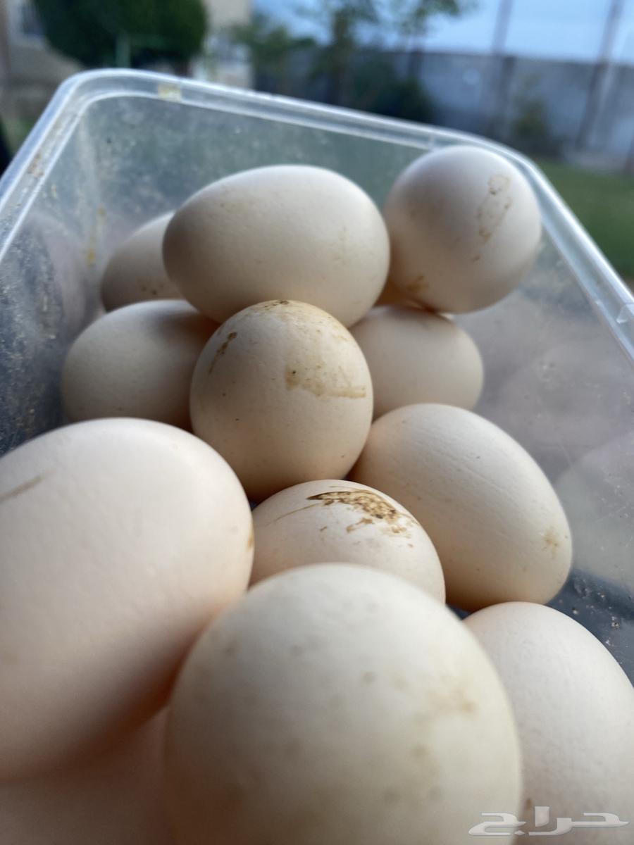 دجاج بياض وديوك64451713634563111