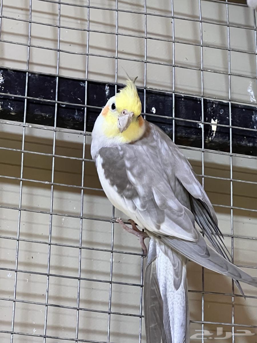 ذكر كروان سينامون نورمال منتج شرط64450050191363111