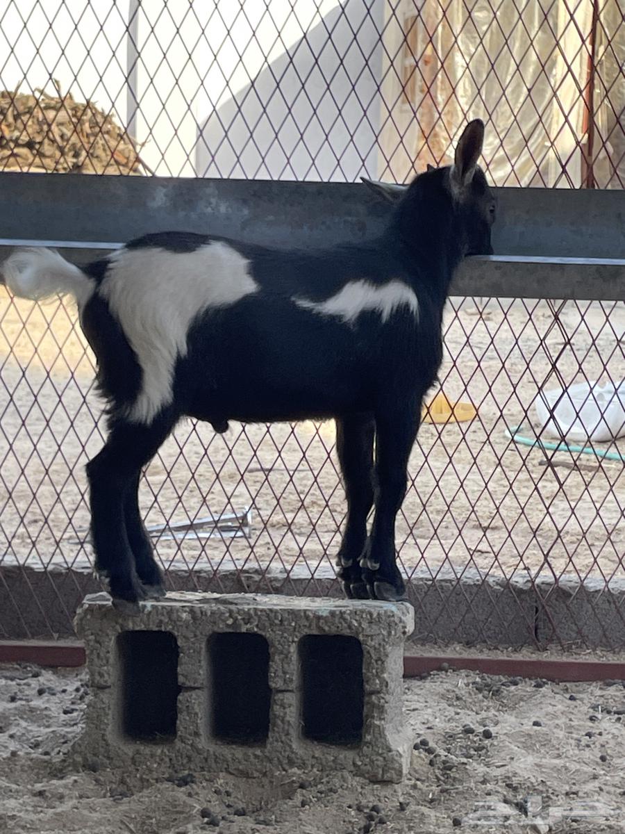 Dwarf goats for sale64453833731969111