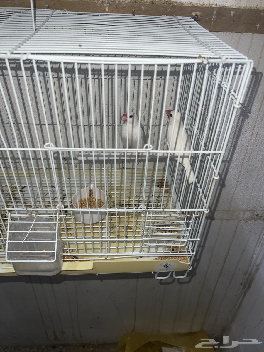 للبيع جاوا جوز بدون ملحقات64450624934019110