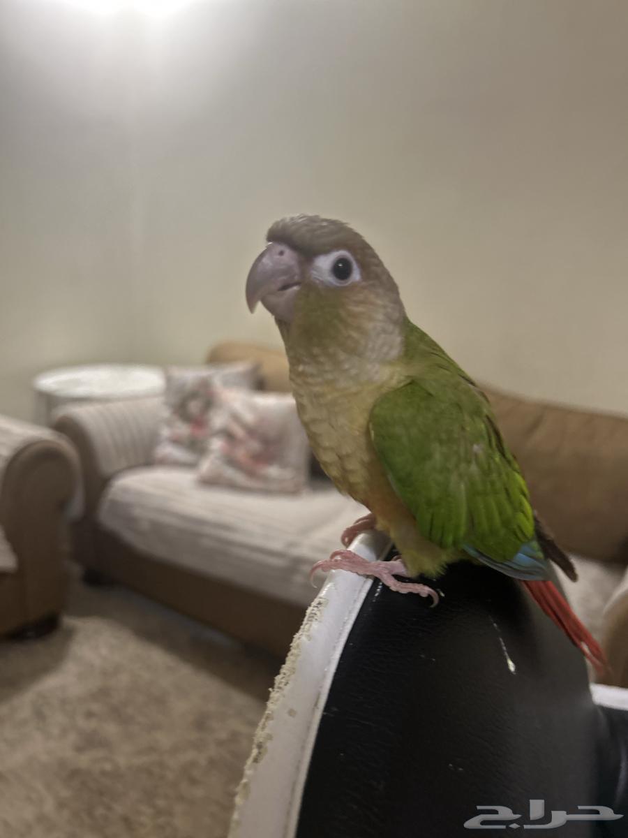 Pineapple Cinnamon Hen (Sold)64455290850306110