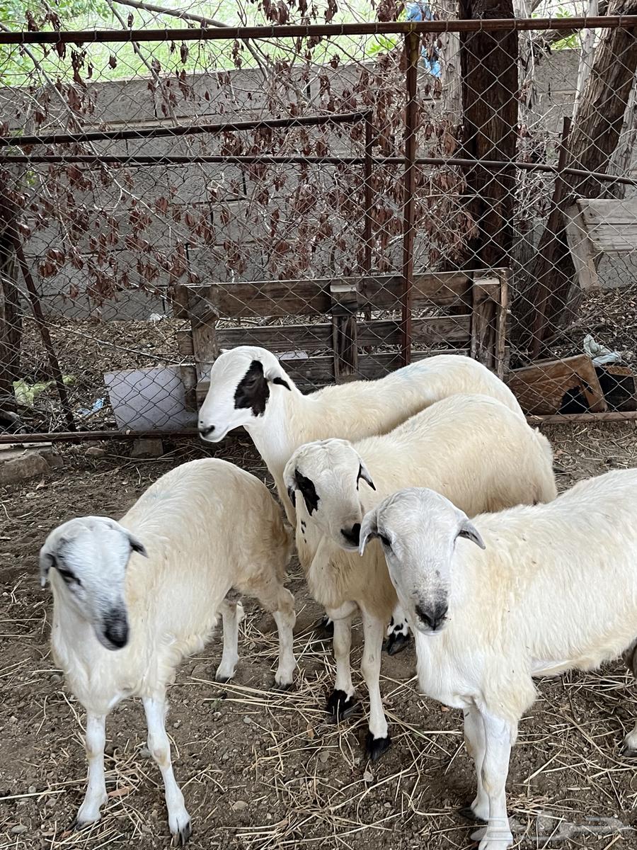 Rafidi sheep (Sold)64454825806081110