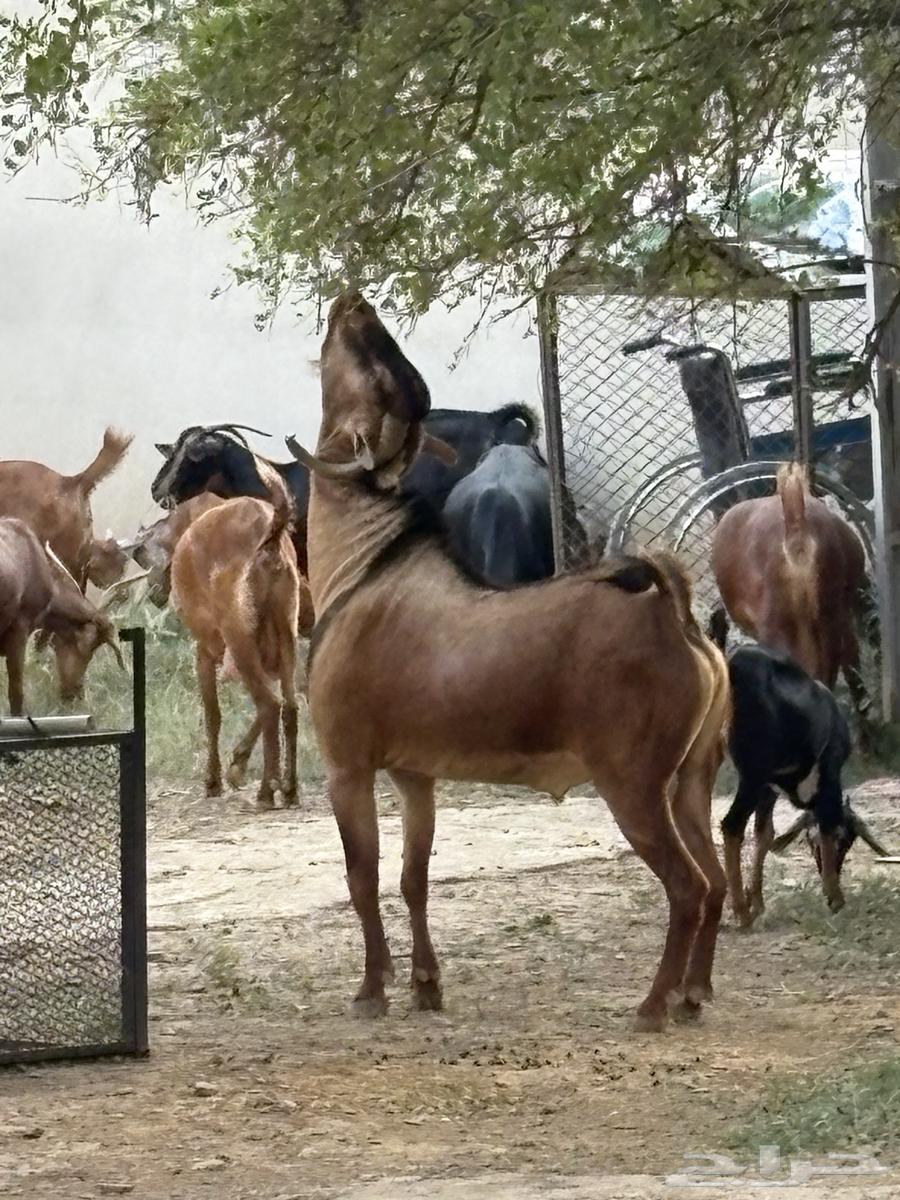 Conditioned buck goat64454825892483111