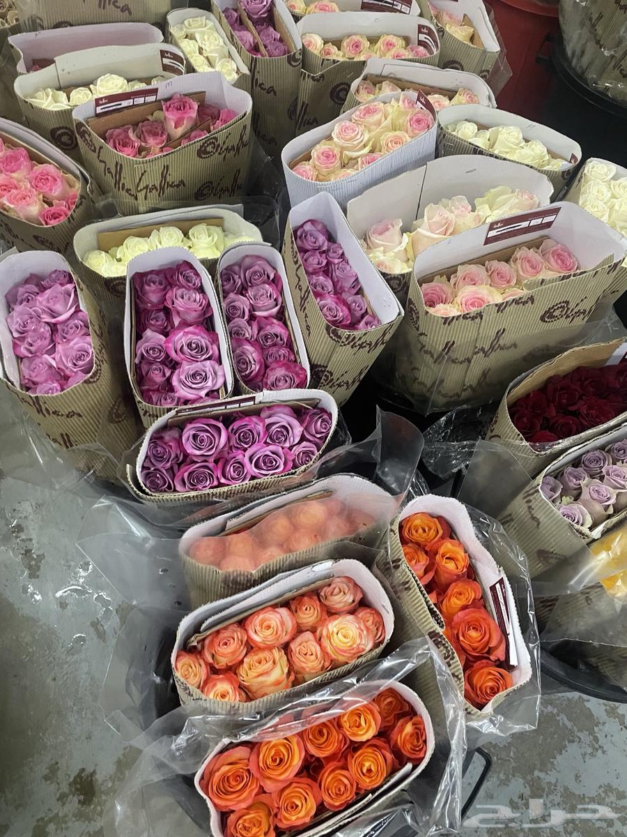 ورد طبيعي بالجملة64457064003969110