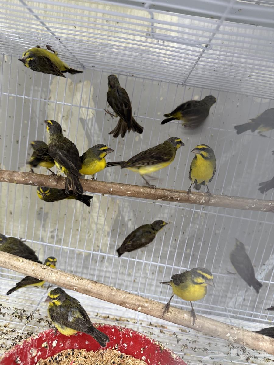 African Jasmine - Palm Zebra (Pair and Single)64456241048065112