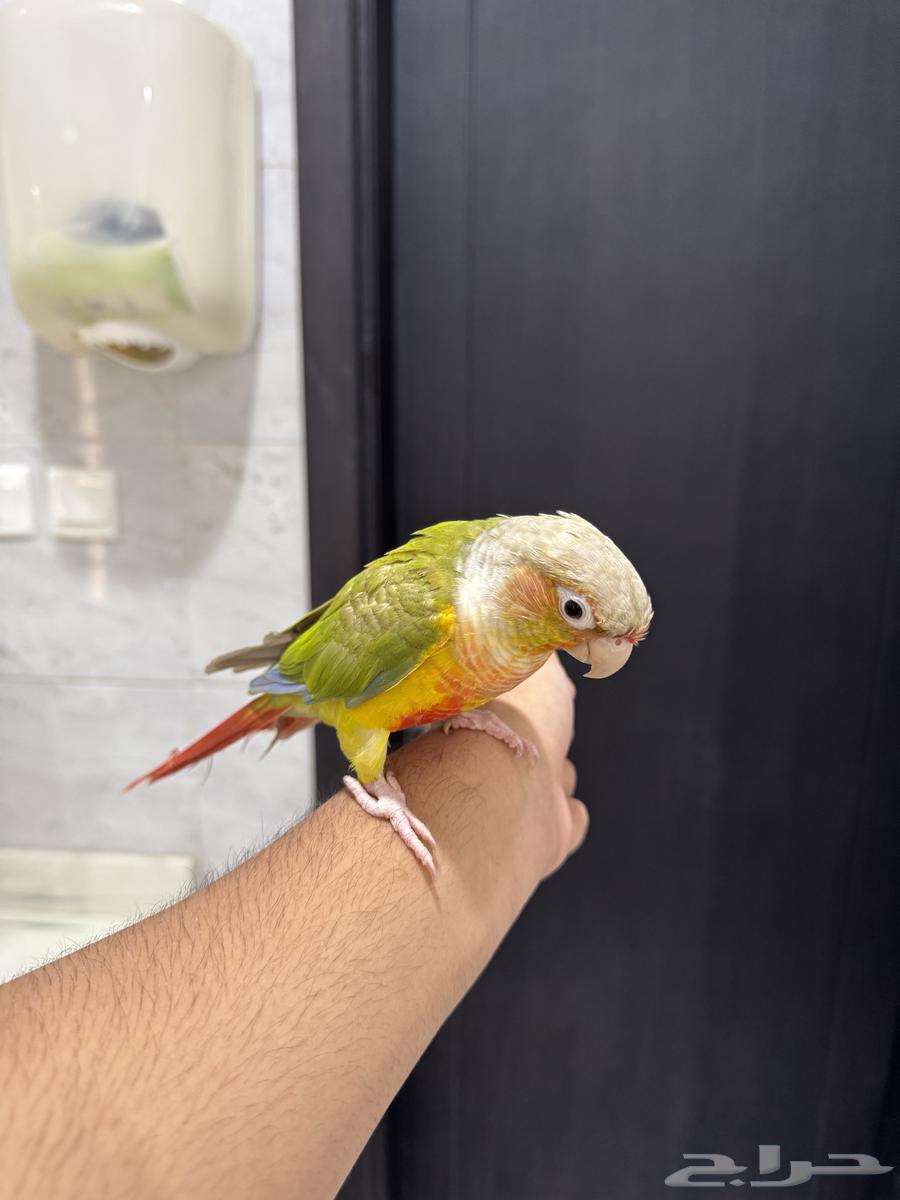 كنيور اناناس اليف ((عرض لمده 3 ايام))64452361017986111