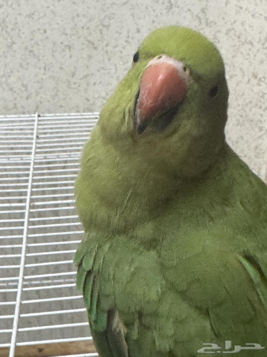 ببغاء درة للبيع64453999367297110