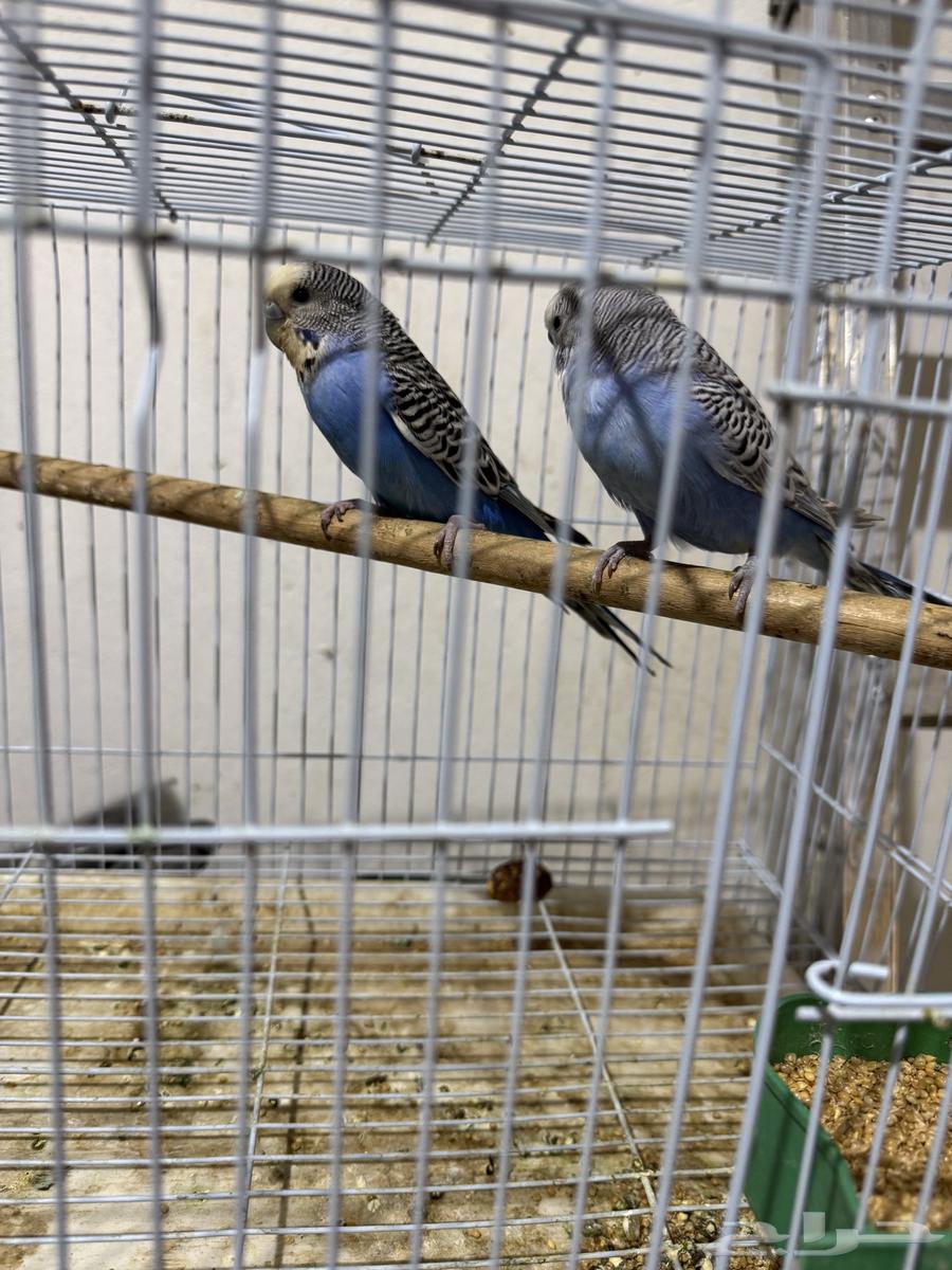 جوز بادجي (((تم البيع خارج الموقع)))64453202078595112