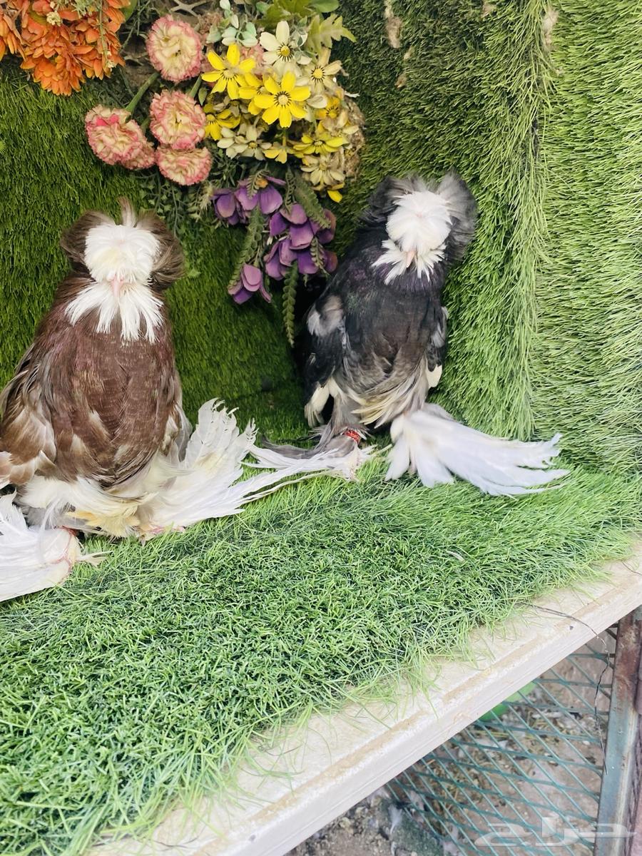 للبيع طبه بخاره بولهد64453325375875111