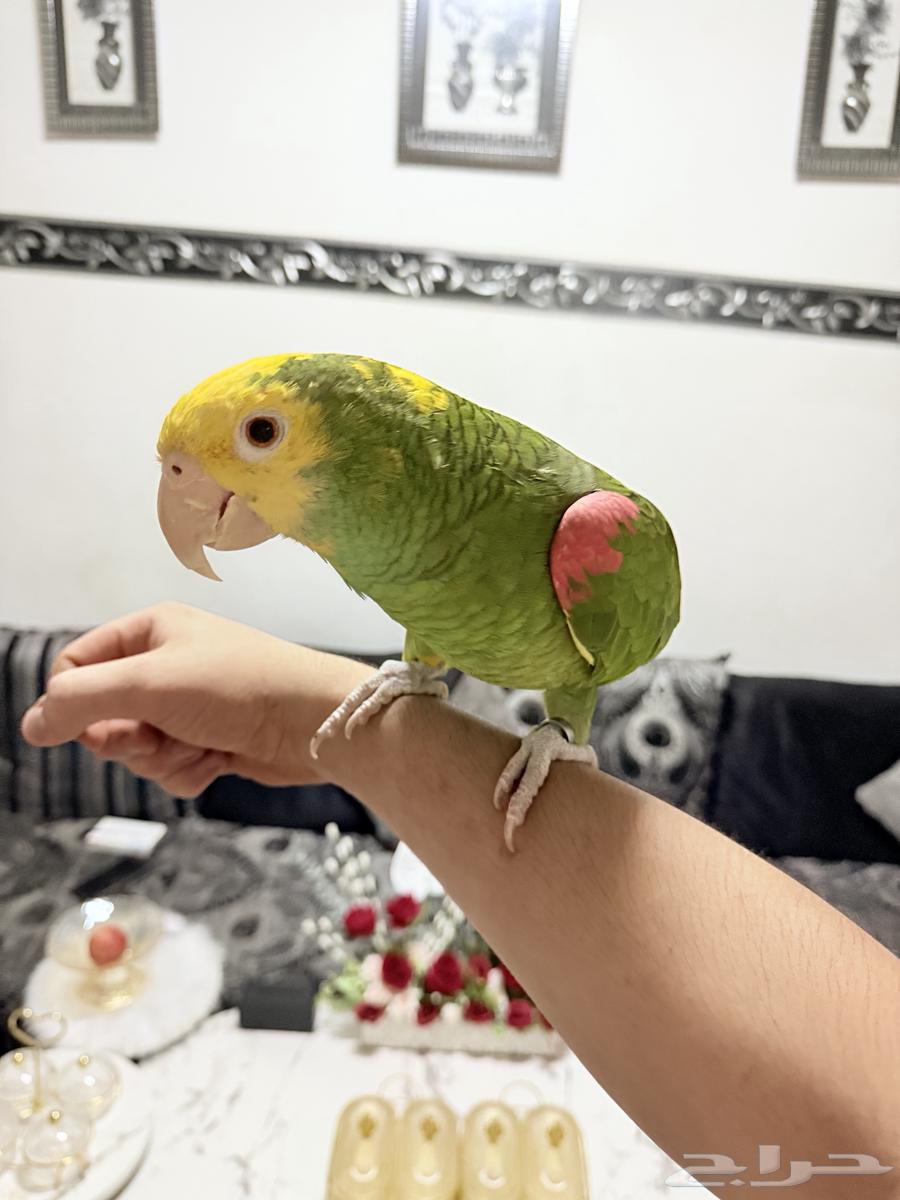 ببغاء أمازوني دبل يلو هيد ماقنا تم البيع64449757036929110