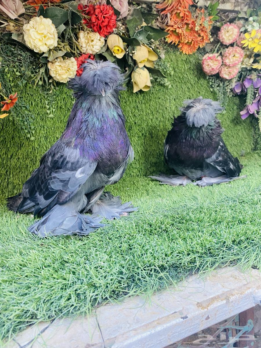 البيع طبه بخاره اخر ريشتين64452549831939111