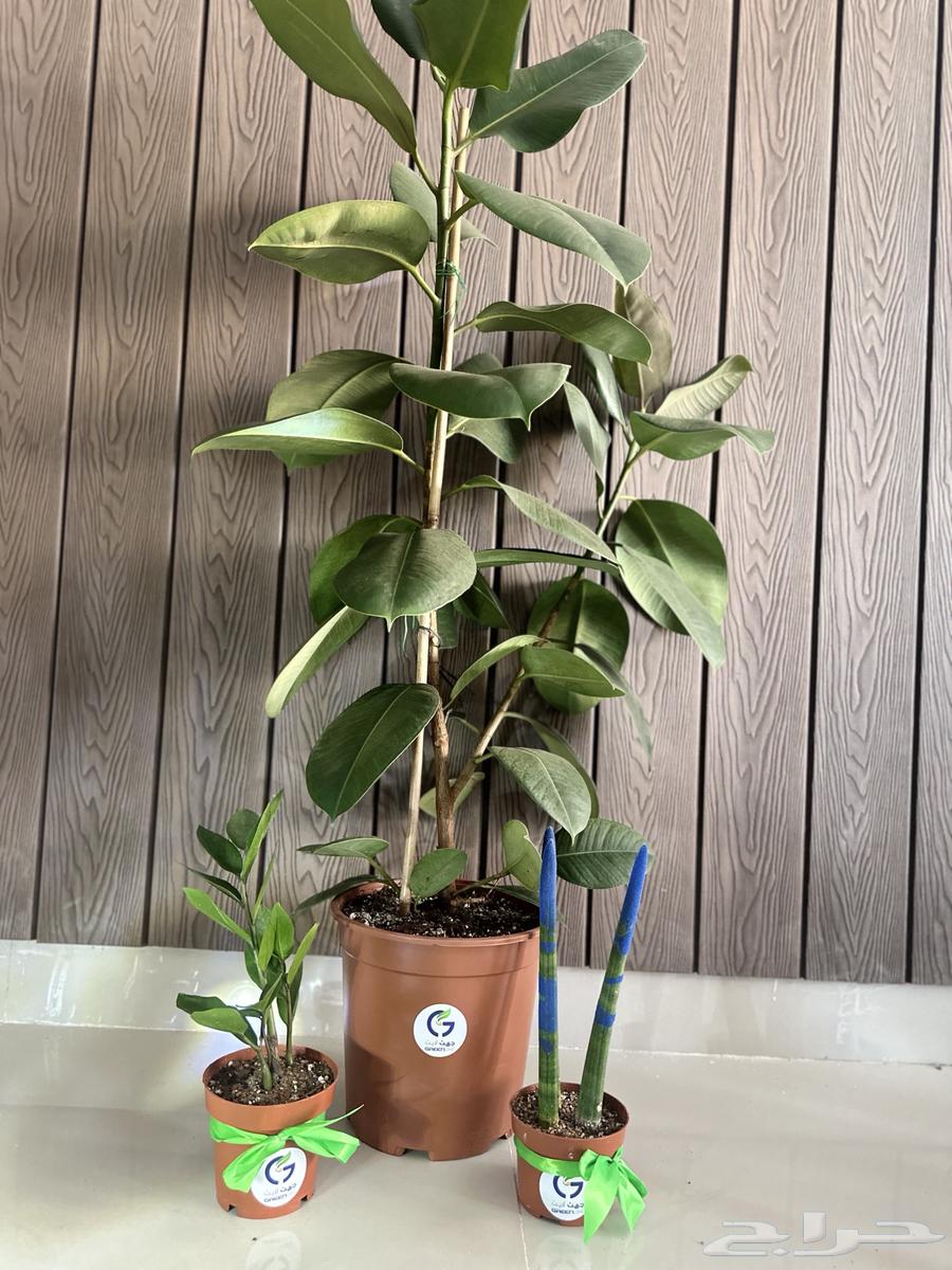 عروض اليوم الوطني علي النباتات طبيعية64449796758914111