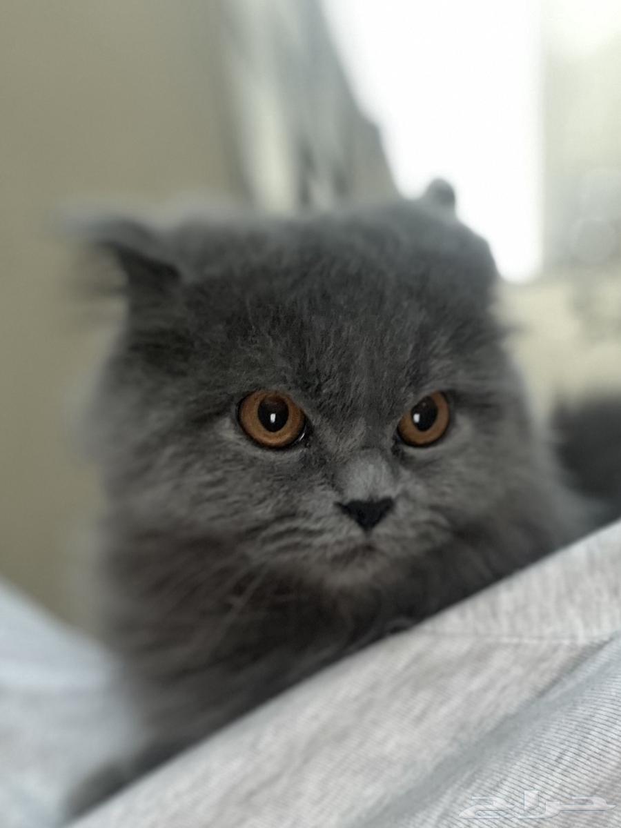 قط شيرازي للبيع64454523006849111