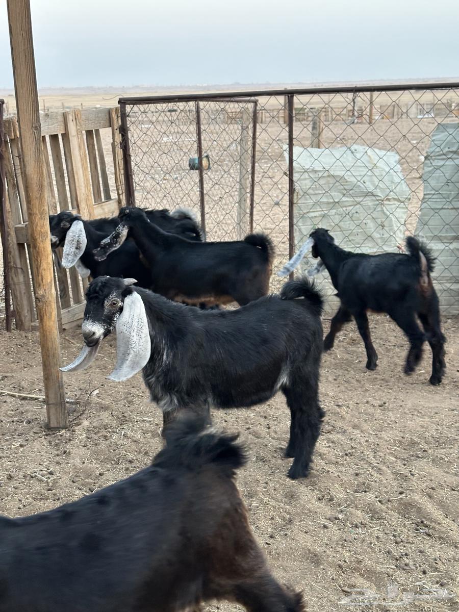 تيوس وجفرات طيبه64456018998402113