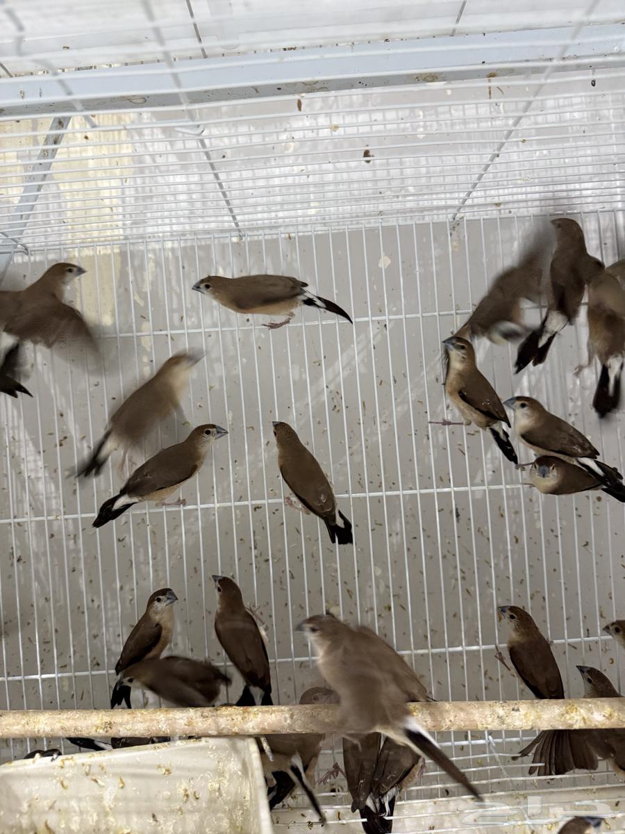 African Jasmine - Palm Zebra (Pair and Single)64456241048065114