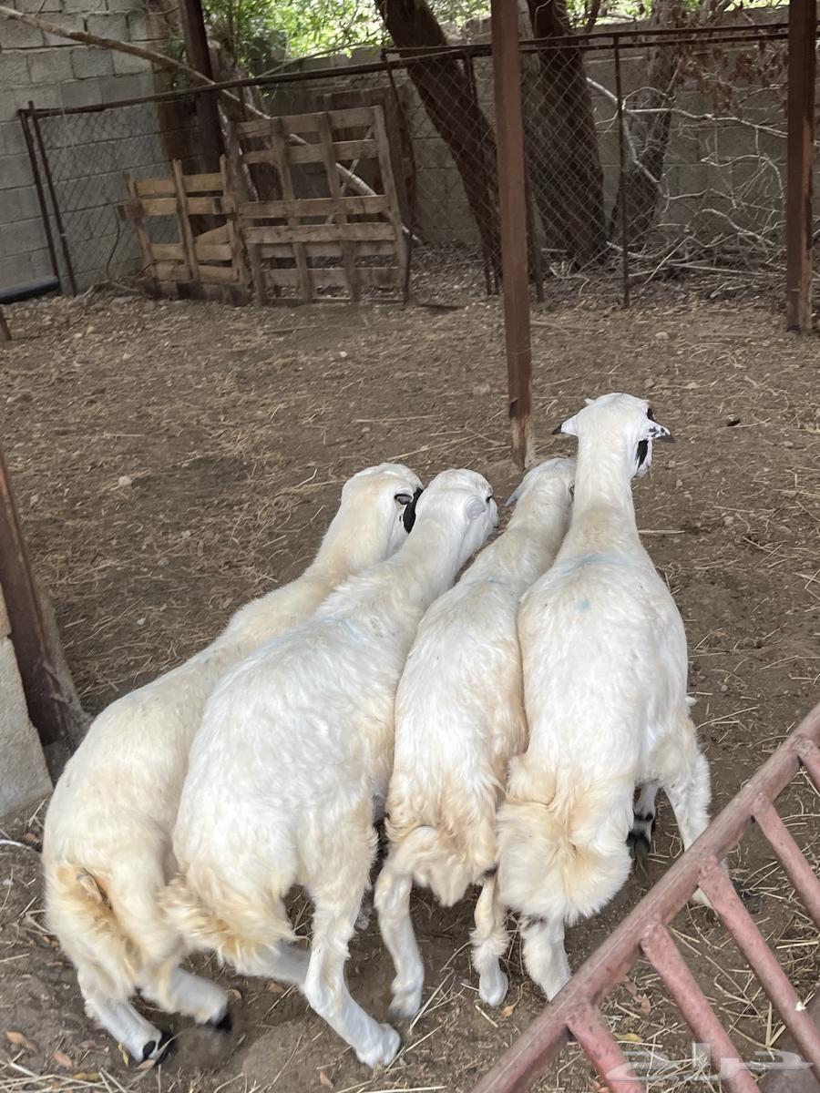 Rafidi sheep (Sold)64454825806081113