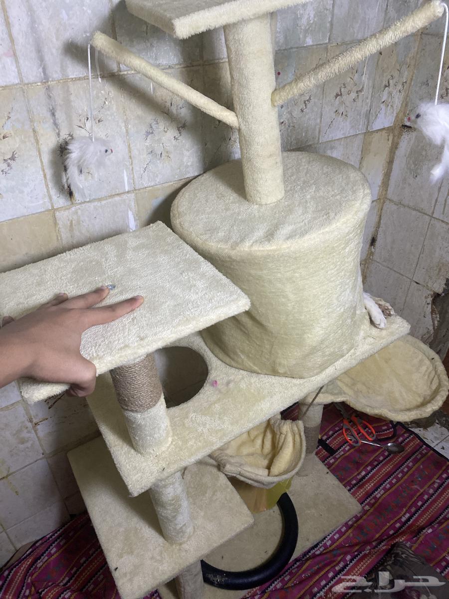 بيت قطط64456872375683111