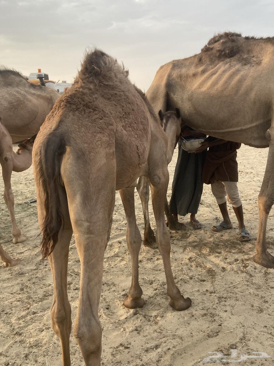 قعدان للبيع64457391583105111