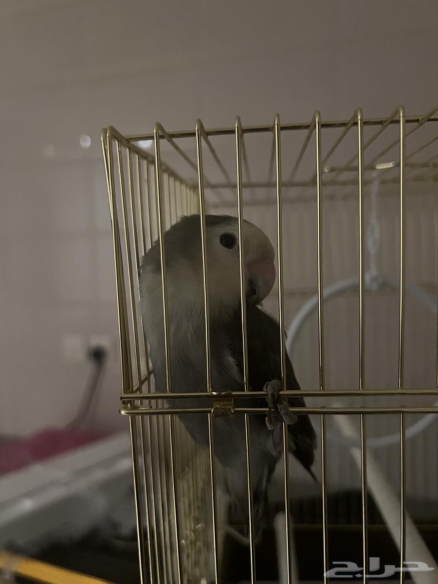 طير روز العمر 5 شهور اليف مايعض للبيع على السوم64453093229313112