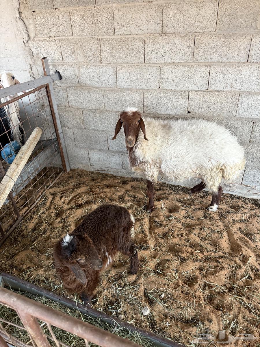 King Naimiya with date palm64453147634305110