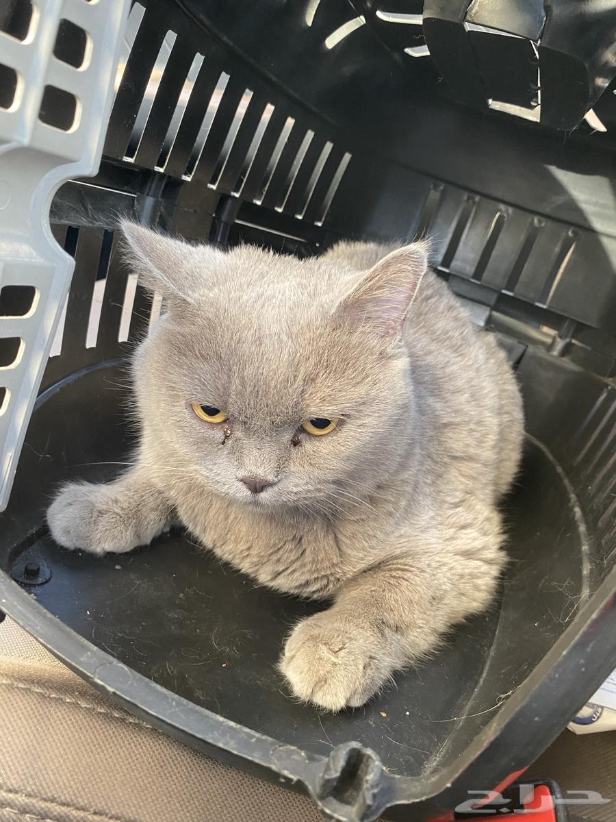 قطة للبيع64453944268545112