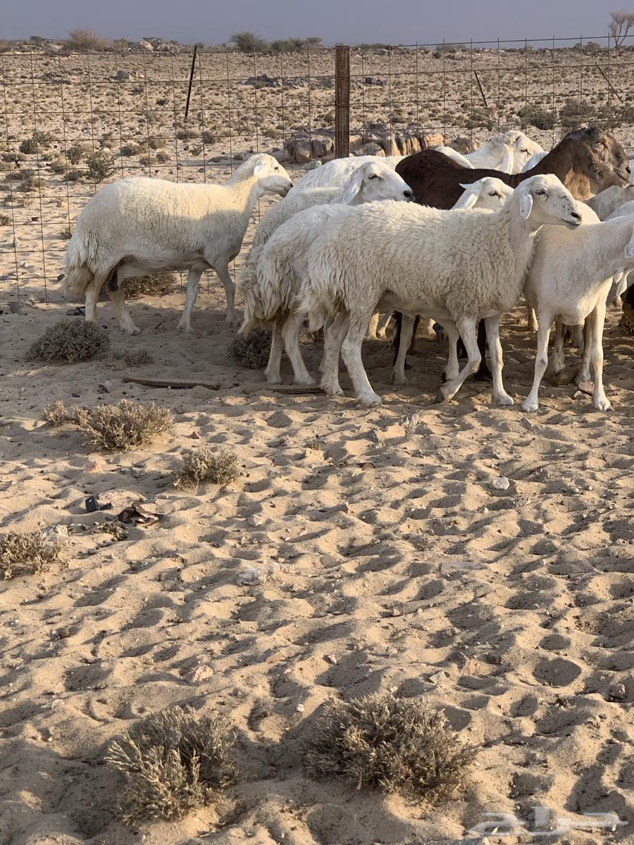 Free-range wild sheep for sale in Taif Al-Sudaira64454151406849112