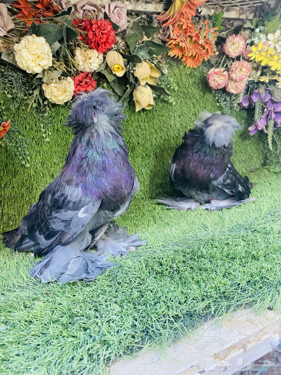 البيع طبه بخاره اخر ريشتين64452549831939112