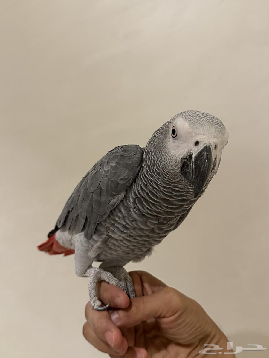 فرخ كاسكو كبتن ( تم البيع )64451002167811112