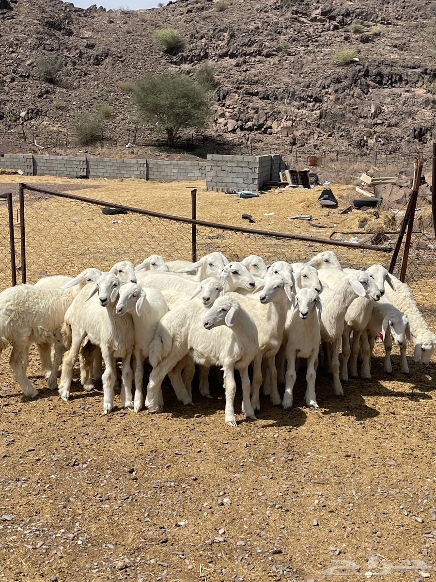 رخال ( تم البيع )64453024776578112