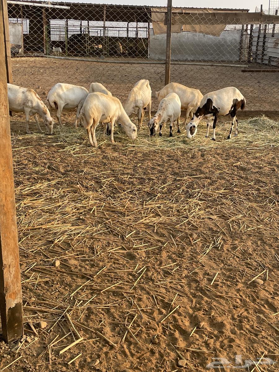 غنم رفيديات العدد 17 فيها 2 ولد وفيها دفيع الغنم ممتازة ا64451096222338112