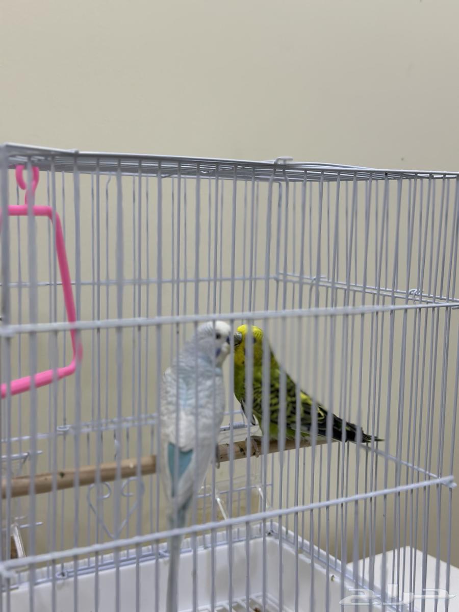 Lovebirds64457036691841113