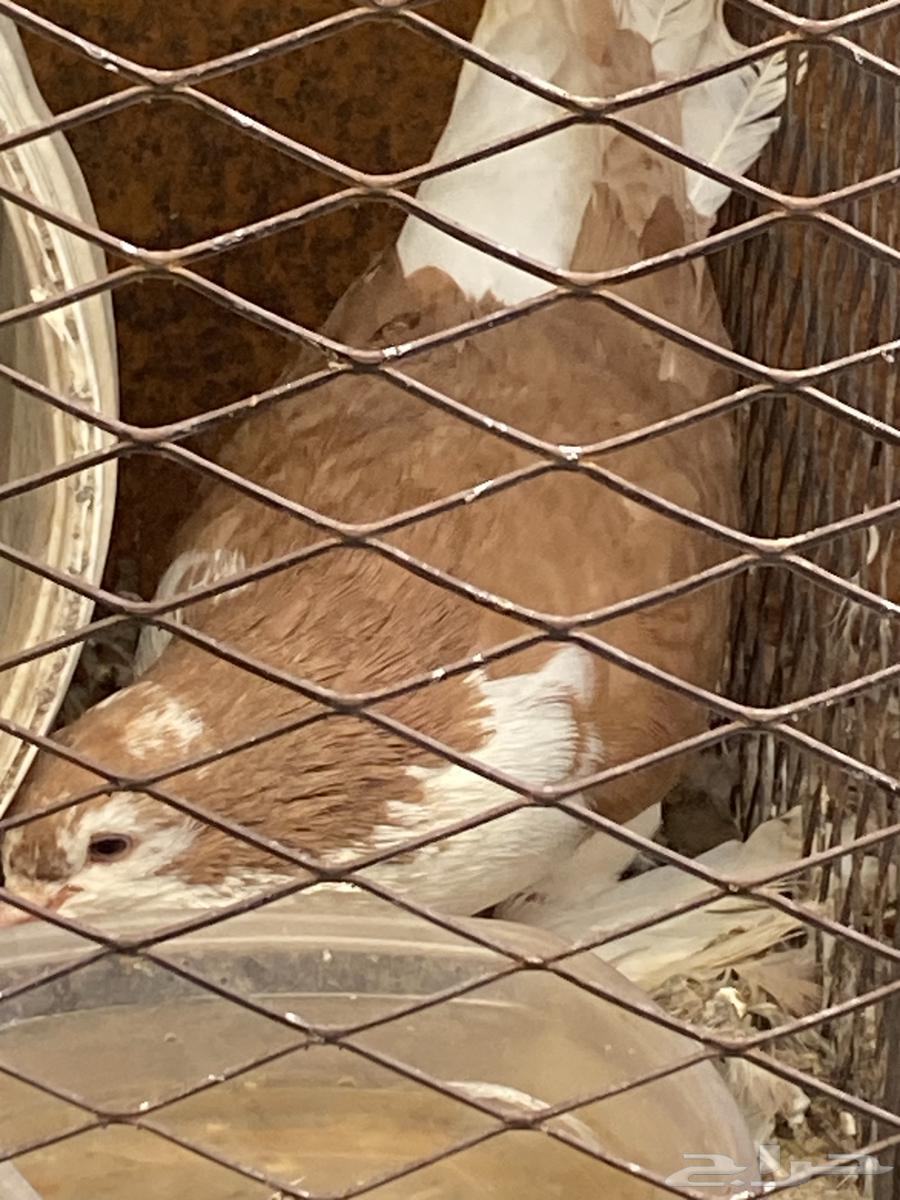 حمام جوز للبيع64454291771265111