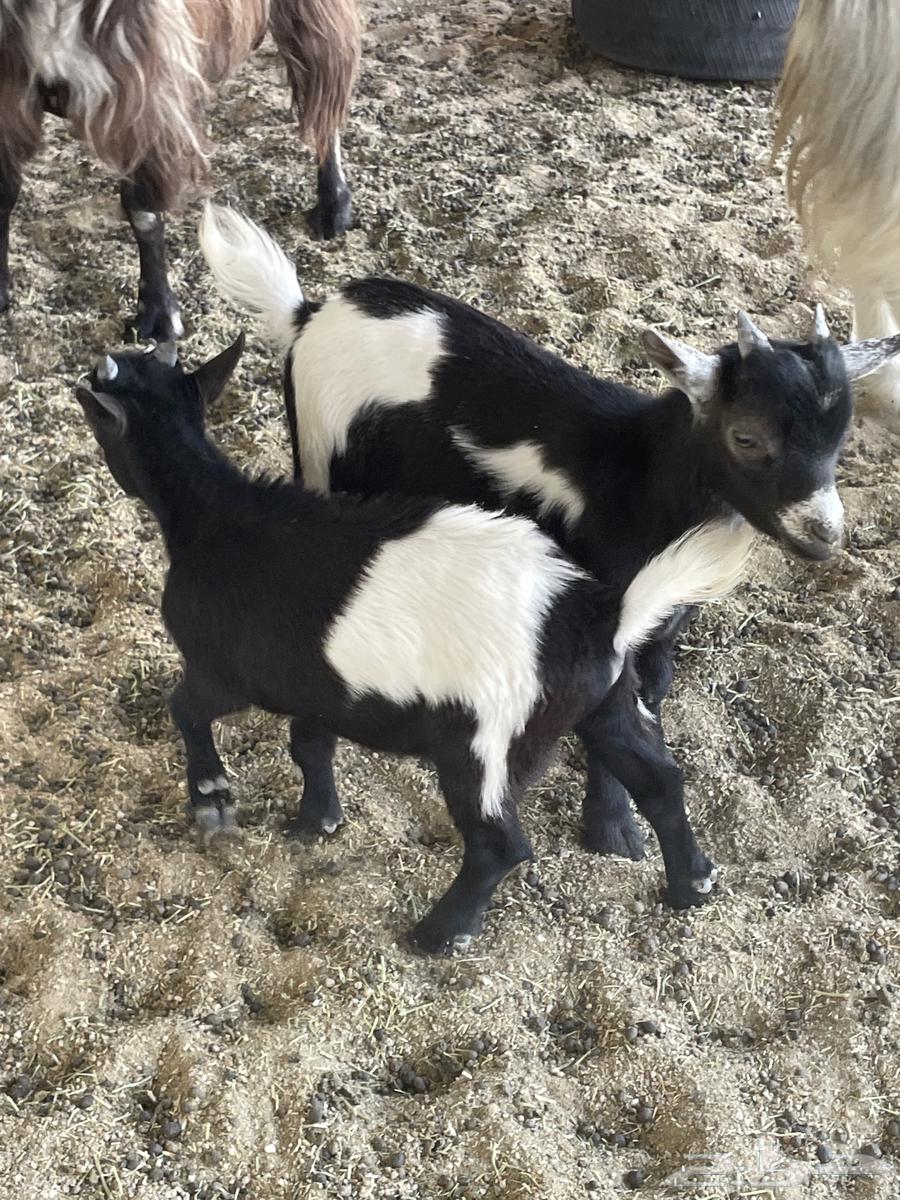 Dwarf goats for sale64453833731969112