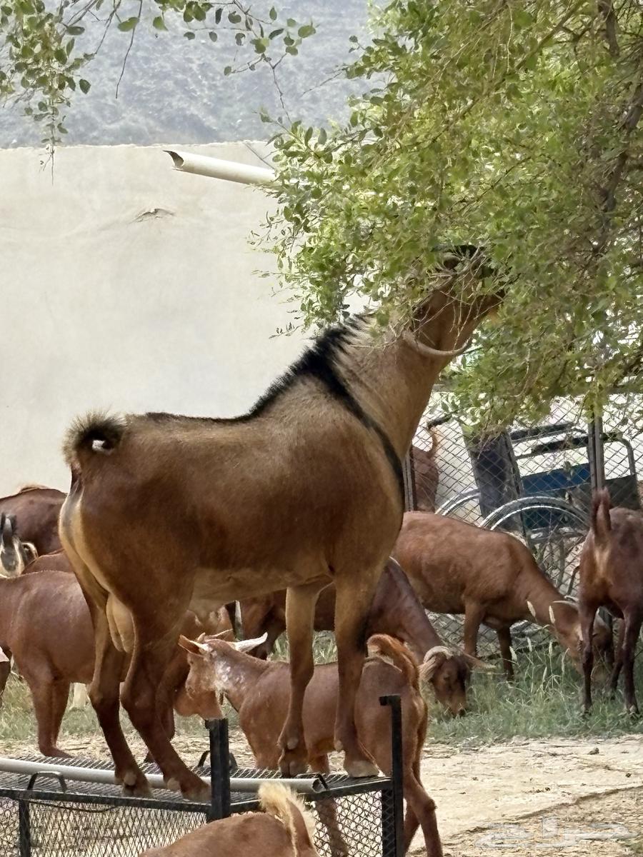 Conditioned buck goat64454825892483114