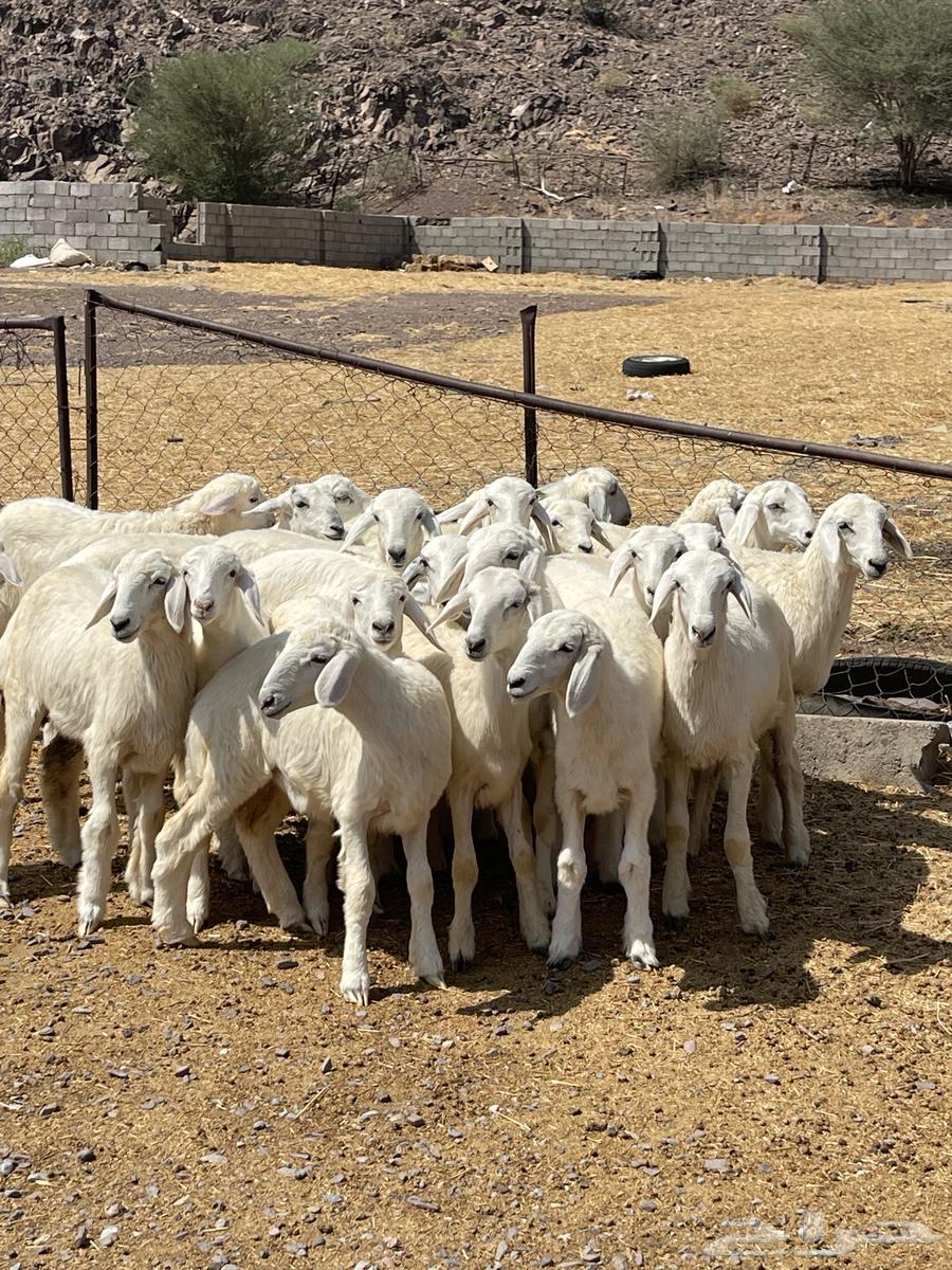 رخال ( تم البيع )64453024776578114