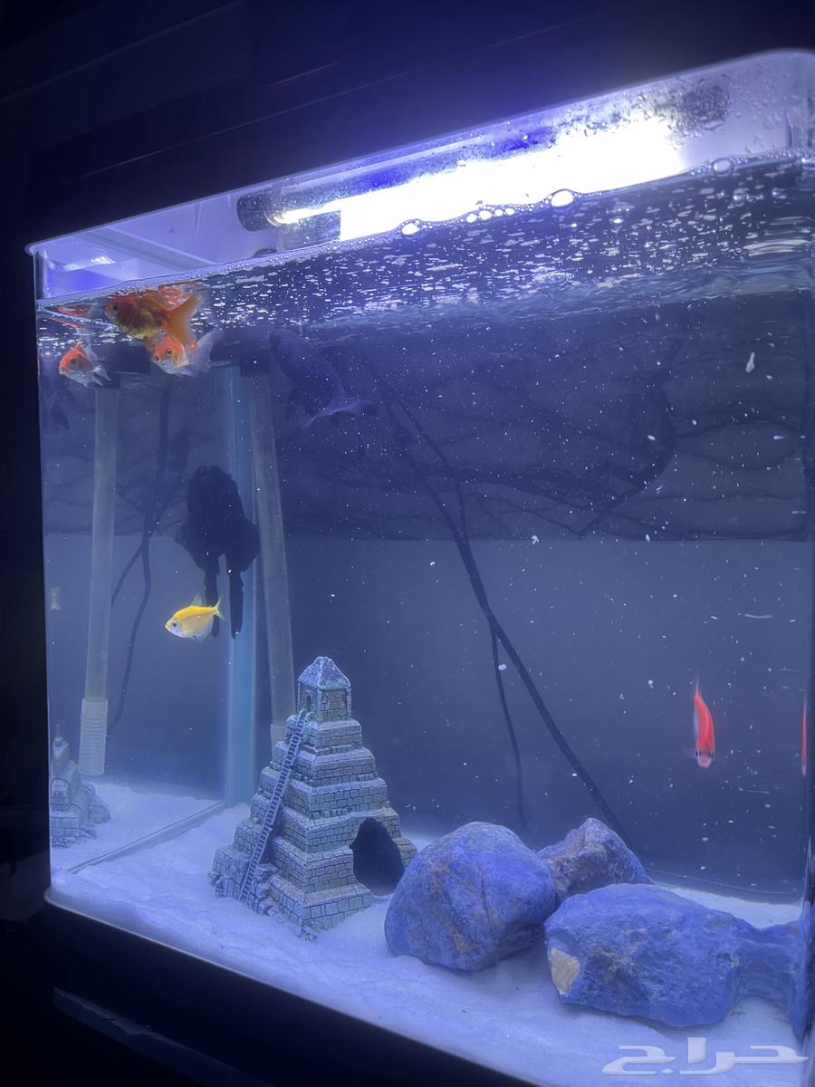 حوض سمك للبيع64449996046466113