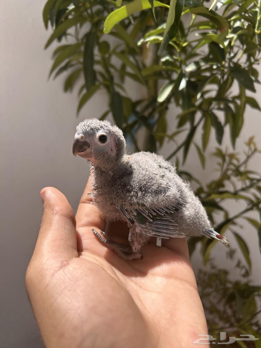 فرخ كنيور يلو سايد يقبل الغر بشرها64452401899138110