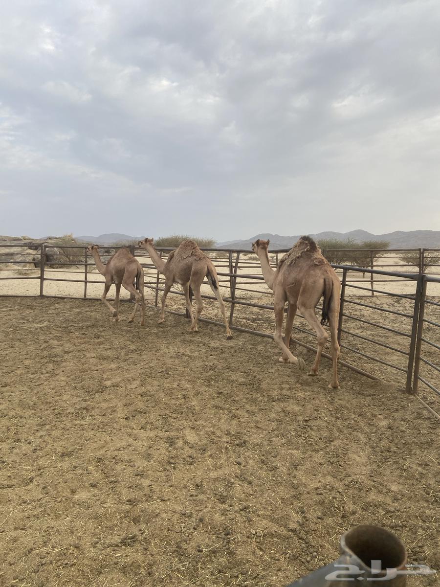 قعدان للبيع64457391583105114