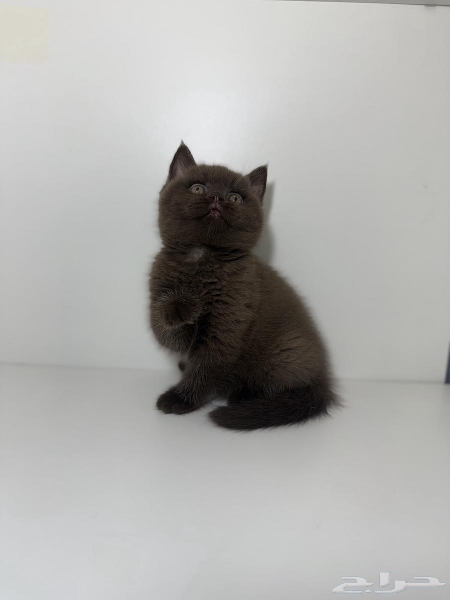 قطط سكوتش فاون شوكلت مسجلين في منظمة القطط العالمية64450346873474110