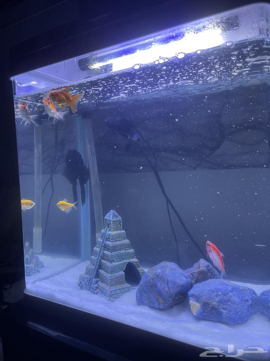 حوض سمك للبيع64449996046466114