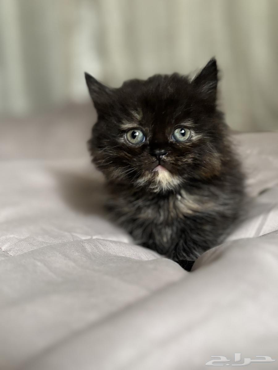 كتن انثى للبيع64453380394113113