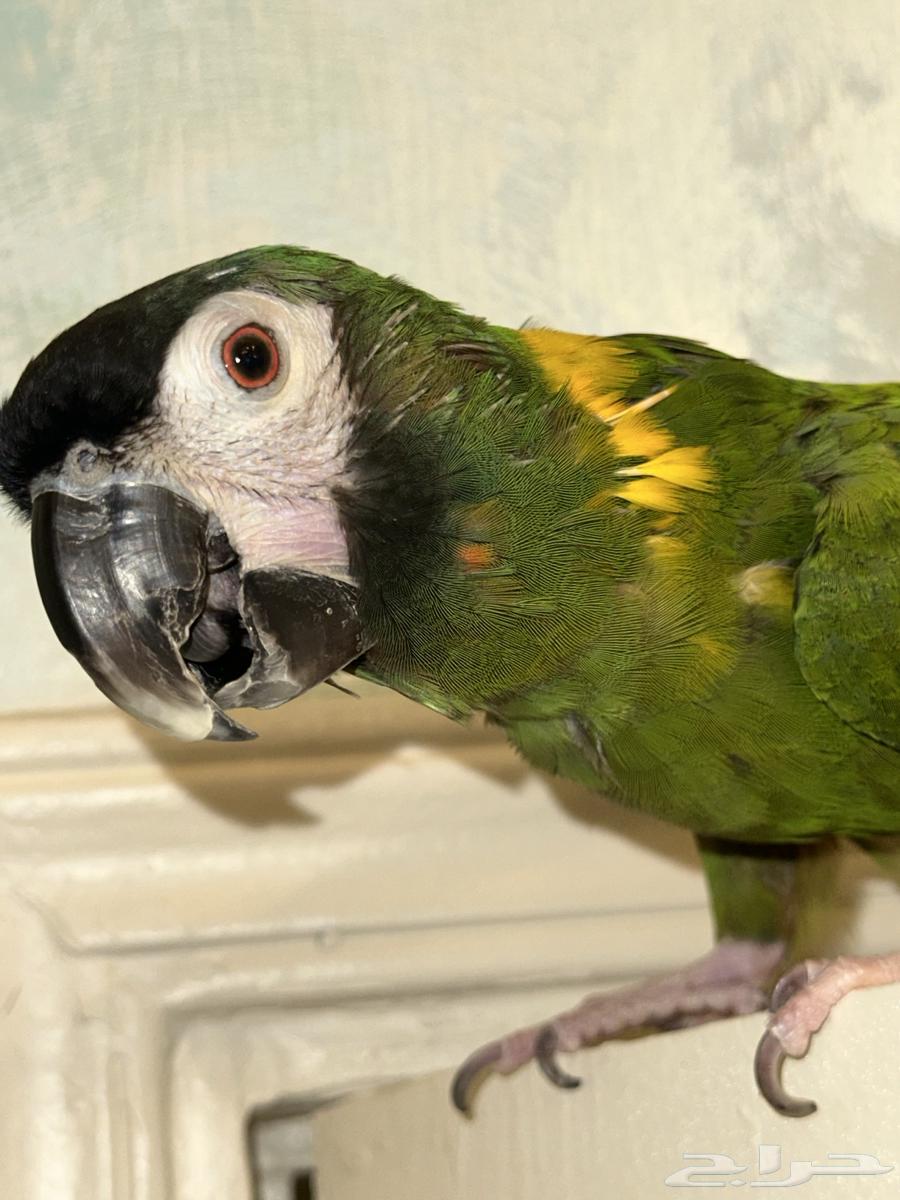 Mini Macaw64454922671489110