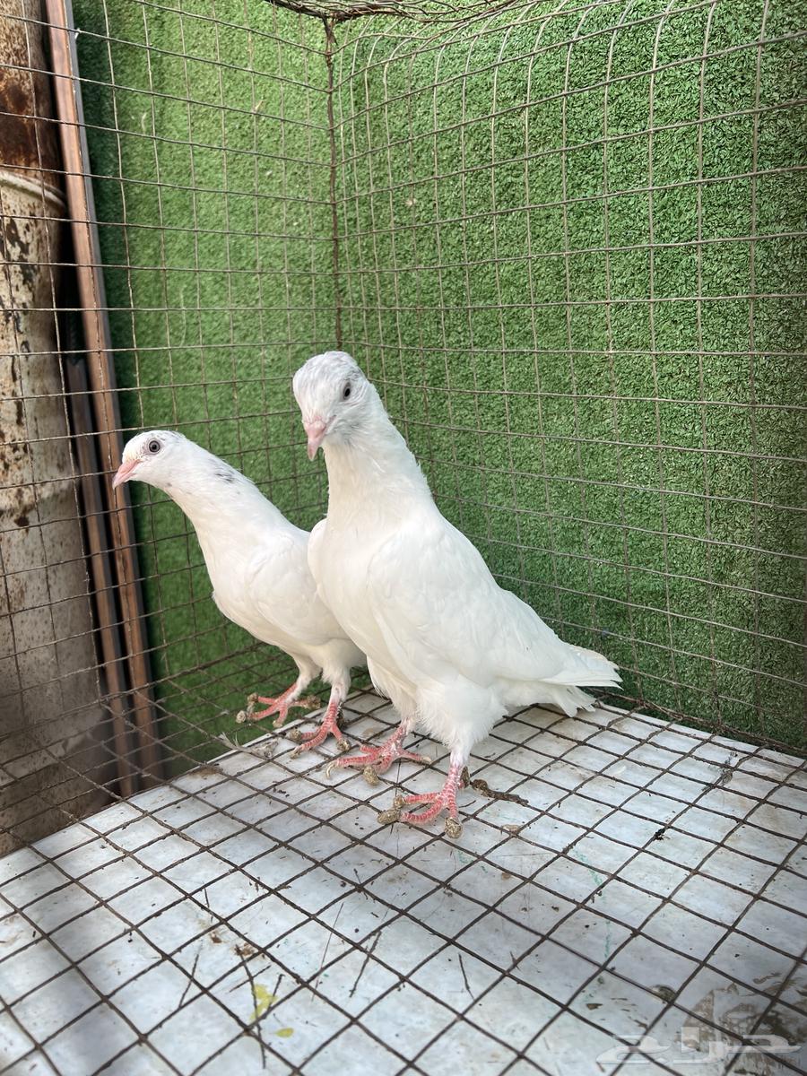 حمام بكستاني طبات تم البيع64454618908674111