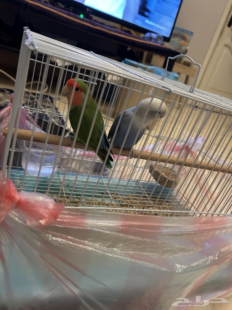 عصافير للبيع ( الروز )64454454663170113