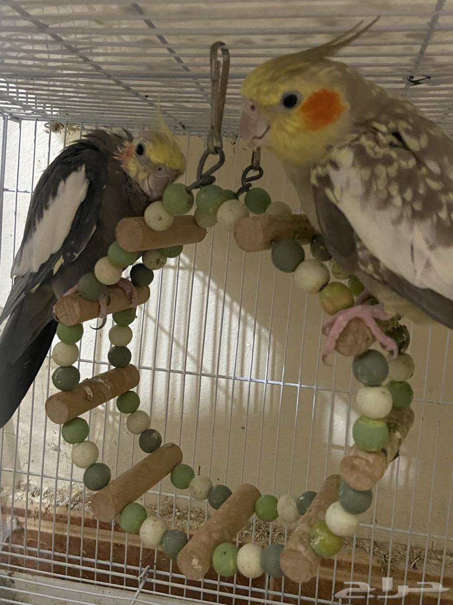 Crane bird pair64457117819778110